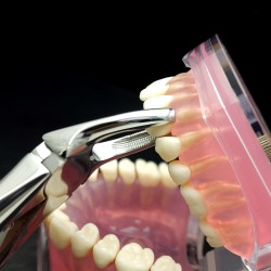 N°7 Prémolaires  supérieures