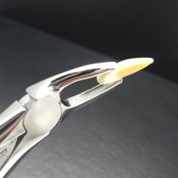 N°7 Prémolaires  supérieures