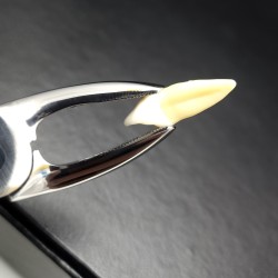 N°7 Prémolaires  supérieures