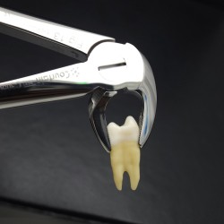 N°13 Devant  inférieur