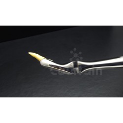 N°18 Molaires  supérieures gauche