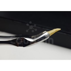 N°17 Molaires  supérieures droit