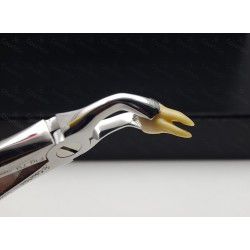 N°79 3-Dents de  sagesse inférieures