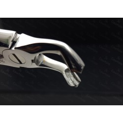 N°79 3-Dents de  sagesse inférieures