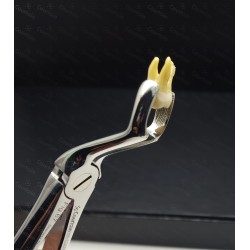 N°67 3-Dents de  sagesse supérieures