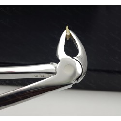 N°33A Racines  inférieures