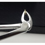 N°33A Racines  inférieures