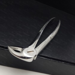 N°33A Racines  inférieures